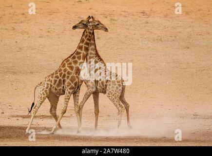 Südliche Giraffen (Giraffa Camelopardalis giraffa), kämpfen Männchen im trockenen und kargen Auob Riverbed, Kalahari Wüste, Kgalagadi Transfrontier Stockfoto