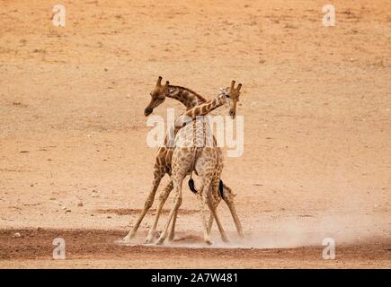 Südliche Giraffen (Giraffa Camelopardalis giraffa), kämpfen Männchen im trockenen und kargen Auob Riverbed, Kalahari Wüste, Kgalagadi Transfrontier Stockfoto