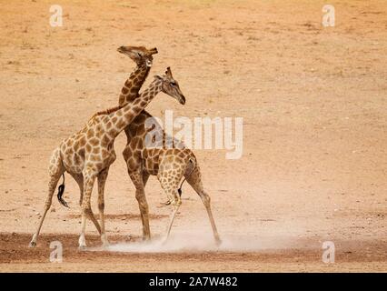 Südliche Giraffen (Giraffa Camelopardalis giraffa), kämpfen Männchen im trockenen und kargen Auob Riverbed, Kalahari Wüste, Kgalagadi Transfrontier Stockfoto