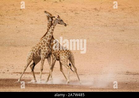 Südliche Giraffen (Giraffa Camelopardalis giraffa), kämpfen Männchen im trockenen und kargen Auob Riverbed, Kalahari Wüste, Kgalagadi Transfrontier Stockfoto