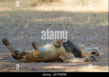 Schwarz-mähnenlöwen (Panthera leo vernayi), männlich, Schlafen entspannt, Kalahari Wüste, Kgalagadi Transfrontier Park, Südafrika Stockfoto