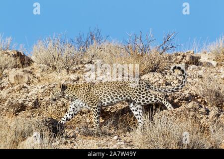 Leopard (Panthera pardus), junge weibliche getarnt, auf einem felsigen Grat, Kalahari Wüste, Kgalagadi Transfrontier Park, Südafrika Stockfoto