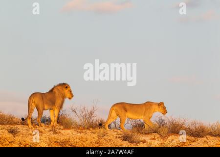 Schwarz unbewachtes Löwen (Panthera leo vernayi), Tier Paar, Mann und Frau, auf einem felsigen Grat, Kalahari Wüste, Kgalagadi Transfrontier Park, Südafrika Stockfoto