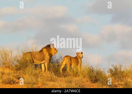 Schwarz unbewachtes Löwen (Panthera leo vernayi), Tier Paar, Mann und Frau, ihre Umgebung beobachten, von der Kante eines Gras gewachsen Sanddüne Stockfoto