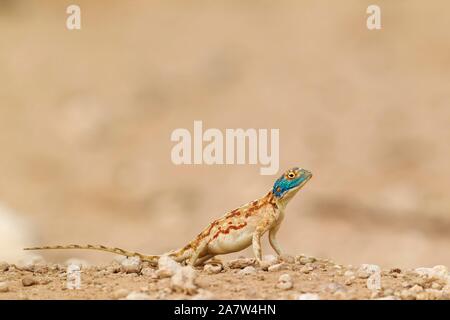 Masse (Agama agama Aculeata), weiblich, Kalahari Wüste, Kgalagadi Transfrontier Park, Südafrika Stockfoto