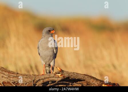 Blass - chanting Goshawk (Melierax canorus), hocken, Kalahari Wüste, Kgalagadi Transfrontier Park, Südafrika Stockfoto