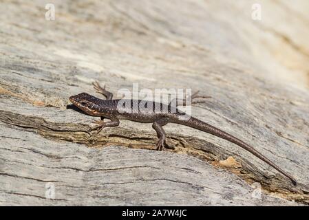 Kalahari Baum Skink (Trachylepis spilogaster), Kalahari Wüste, Kgalagadi Transfrontier Park, Südafrika Stockfoto