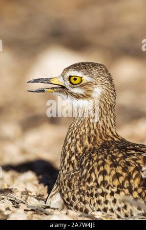 Gefleckte Dikkop (Burhinus capensis), Tier Portrait, Kalahari Wüste, Kgalagadi Transfrontier Park, Südafrika Stockfoto