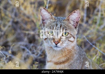 Afrikanische Wildkatze (Felis silvestris lybica), Tier Portrait, Kalahari Wüste, Kgalagadi Transfrontier Park, Südafrika Stockfoto