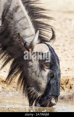 Streifengnu (connochaetes Taurinus) Trinken an einem Wasserloch, Tier Portrait, Kalahari Wüste, Kgalagadi Transfrontier Park, Südafrika Stockfoto