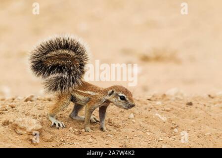 Kap Erdhörnchen (Xerus inauris), Jungen, Kalahari Wüste, Kgalagadi Transfrontier Park, Südafrika Stockfoto