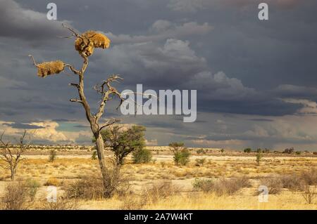 Große gemeinsame Nester der geselligen Weber (Philetairus socius) in einem toten Baum, Gewitterwolken, Kalahari Wüste, Kgalagadi Transfrontier Park, South Stockfoto