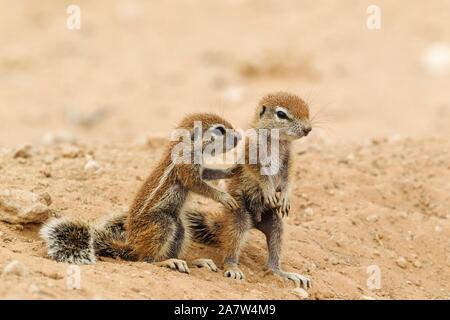 Kap Eichhörnchen (Xerus inauris), zwei Junge, Kalahari Wüste, Kgalagadi Transfrontier Park, Südafrika Stockfoto