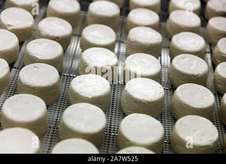 Ziegenkäse Räder. Stockfoto
