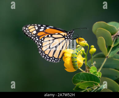 Monarch Butterfly und Caterpillar sitzen auf eine gelbe Blume - Florida Stockfoto