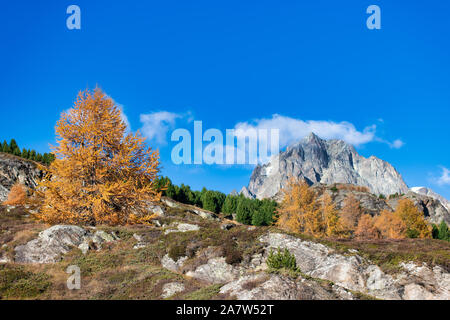 Rocky Mountain in herbstliche Landschaft mit einem goldfarbenen Lärchen Stockfoto