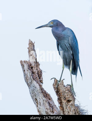 Little Blue Heron thront auf einem toten Baum Stockfoto