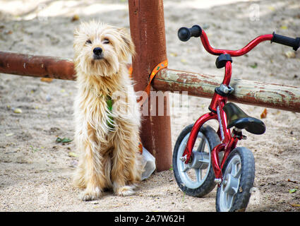 Albacete, Spanien, November 3, 2019: Der kleine Hund, ein Fahrrad an einen Park zu seiner Familie warten gebunden Niedlich. Spielende Kinder auf dem Spielplatz im Hintergrund. S Stockfoto