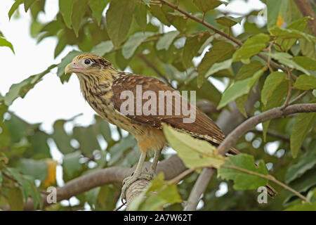 Gelb-karakara (Aegithalos caudatus) Erwachsenen auf dem Zweig Juan Hombron, Panama Oktober thront an der Spitze Stockfoto