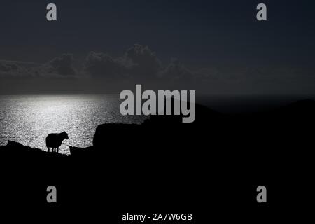 Schafe am Rand einer Klippe mit Blick auf die die Schafe Head Halbinsel im Südwesten von Irland. Stockfoto