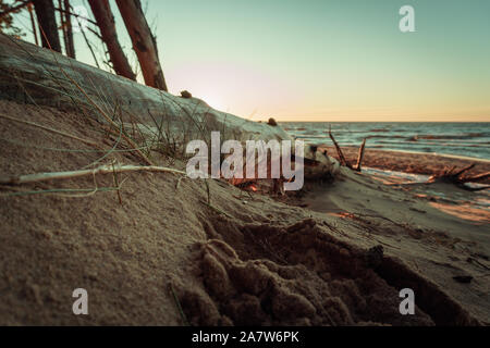 Ruhigen Abend helle Sonnenuntergang bei Sturm geschlagen Kiefernwald sand Ostsee Strand in der Nähe von carnikava mit gefallenen Trunk close-up und Wellen im Meer Stockfoto