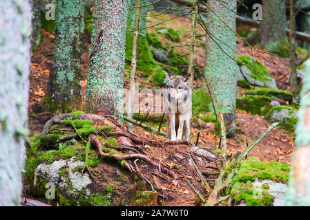 Der Wolf (Canis lupus), auch als grau oder grau Wolf im natürlichen Lebensraum Stockfoto