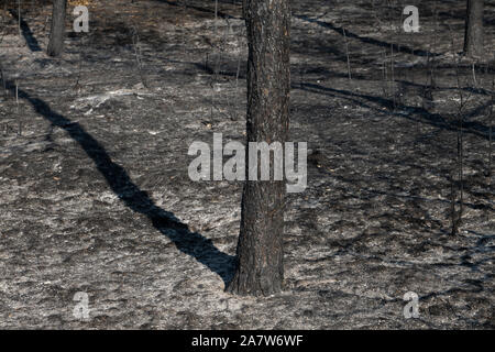 Verbranntem Holz Trunk nach dem Brand Stockfoto