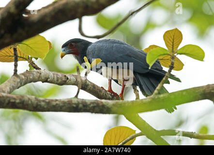 Red-throated Karakara (Ibycter americanus) Erwachsenen auf dem Zweig Darien, Panama April gehockt Stockfoto