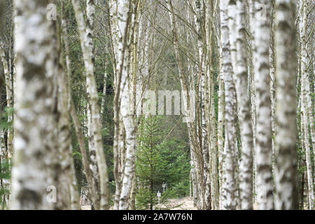 Birke Wald als natürliche Beerdigung Grab, Hofgeismar, Weserbergland, Nordrhein-Westfalen, Hessen, Deutschland Stockfoto