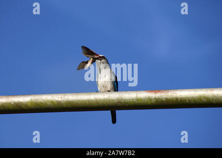 Woodland Kingfisher (Halcyon senegalensis) auf ein Metallstift mit Tiger Moth Beute in Entebbe, Uganda gehockt Stockfoto