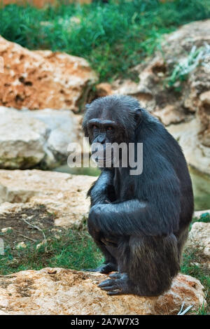 Schöne Portrait eines schwarzen Schimpansen Stockfoto