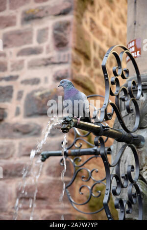 Taube, Riquewihr, Elsass, Frankreich Stockfoto