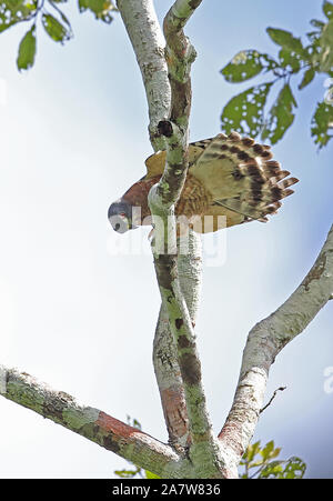 Doppelklicken Zahnriemen Kite (Harpagus bidentatus) Erwachsenen auf dem Zweig Sonnen thront nach der Dusche Pipeline Road, Panama November Stockfoto