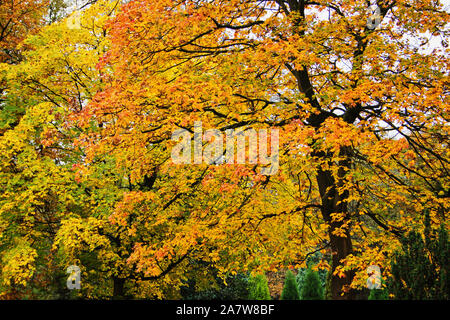 Bäume im Herbst, im Thompson Park, Burnley, Lancashire Stockfoto