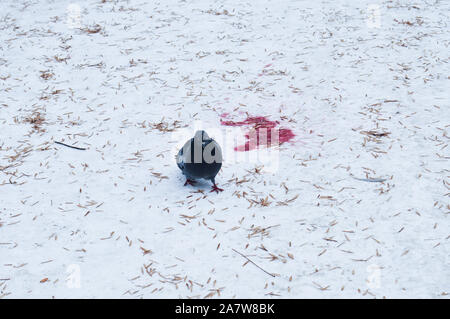 Turteltaube im Schnee, Stadt Vogel im Winter, Taube auf Neuschnee und trockenen Nadeln von Tannen auf einer Winter frostigen Tag und roten Fleck wie Blut, kopieren Raum Stockfoto