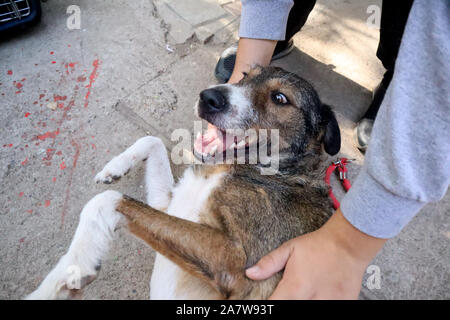 Frau' Hände, die verspielten Hund draußen liegen auf der Straße, Portrait eines fröhlichen Hund mit offenen Mund und Hände der Frau Stockfoto