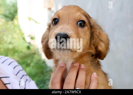 Porträt einer wunderschönen goldenen Cocker Spaniel Welpen suchen direkt an der Kamera, außerhalb Close up Stockfoto