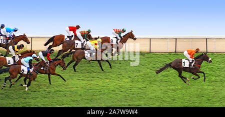 Pferderennen auf dem Rasen der Pferderennbahn. Stockfoto