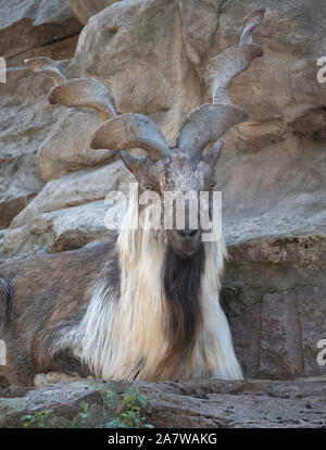 Schöne Bergziege mit Stirnrad-, langen Hörner auf dem Hintergrund der Felsen. Stockfoto