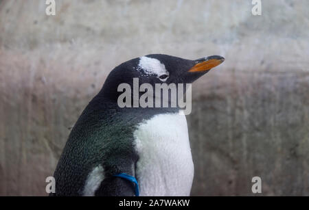 Eine schöne Pinguin steht seitlich in die Sonne, Portrait. Stockfoto