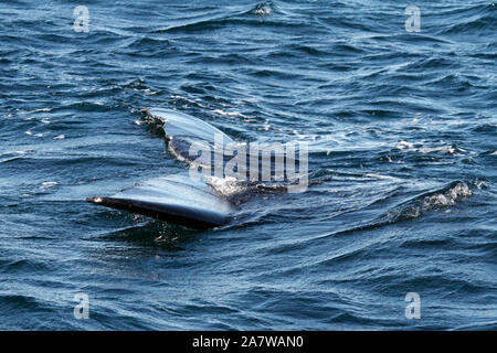 Southern Right Whale im Peninsula Valdes, Atlantik. Stockfoto