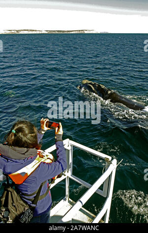 Touristen einen Southern Right Wal Dreharbeiten im Peninsula Valdes, Atlantik. Whale Watching Tour. Stockfoto