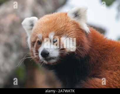 Panda, Firefox oder weniger Panda Ailurus fulgens auf dem Baum. Stockfoto