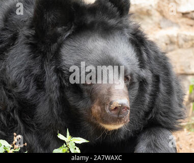 Himalayan bear oder Ussuri schwarzer Bär Ursus thibetanus. Stockfoto