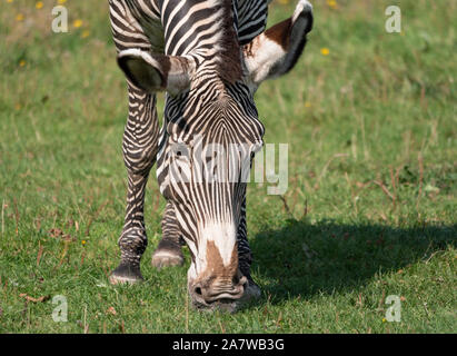 Afrikanische schönen zebra Essen frische grüne Gras. Stockfoto