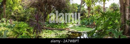 Botanischer Garten von Santa Cruz de Teneriffa, Kanarische Inseln Stockfoto