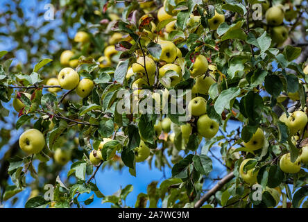 Grüne Äpfel auf dem Baum, Vermont, USA reif. Stockfoto