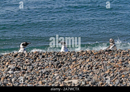 Eine Linie der Magellan-pinguine gehen bis ein Kiesstrand in El Pedral, Naturschutzgebiet in Chubut, Teil der globalen Pinguin Gesellschaft. Stockfoto