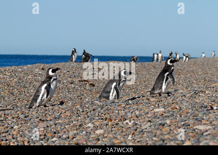 Eine Linie der Magellan-pinguine gehen bis ein Kiesstrand in El Pedral, Naturschutzgebiet in Chubut, Teil der globalen Pinguin Gesellschaft. Stockfoto