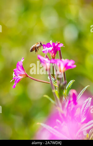 Nahaufnahme eines westlichen Honigbiene oder der Europäischen Honigbiene (Apis mellifera) Fütterung Nektar von Pink große haarige Weidenröschen Epilobium hirsutum Blumen Stockfoto